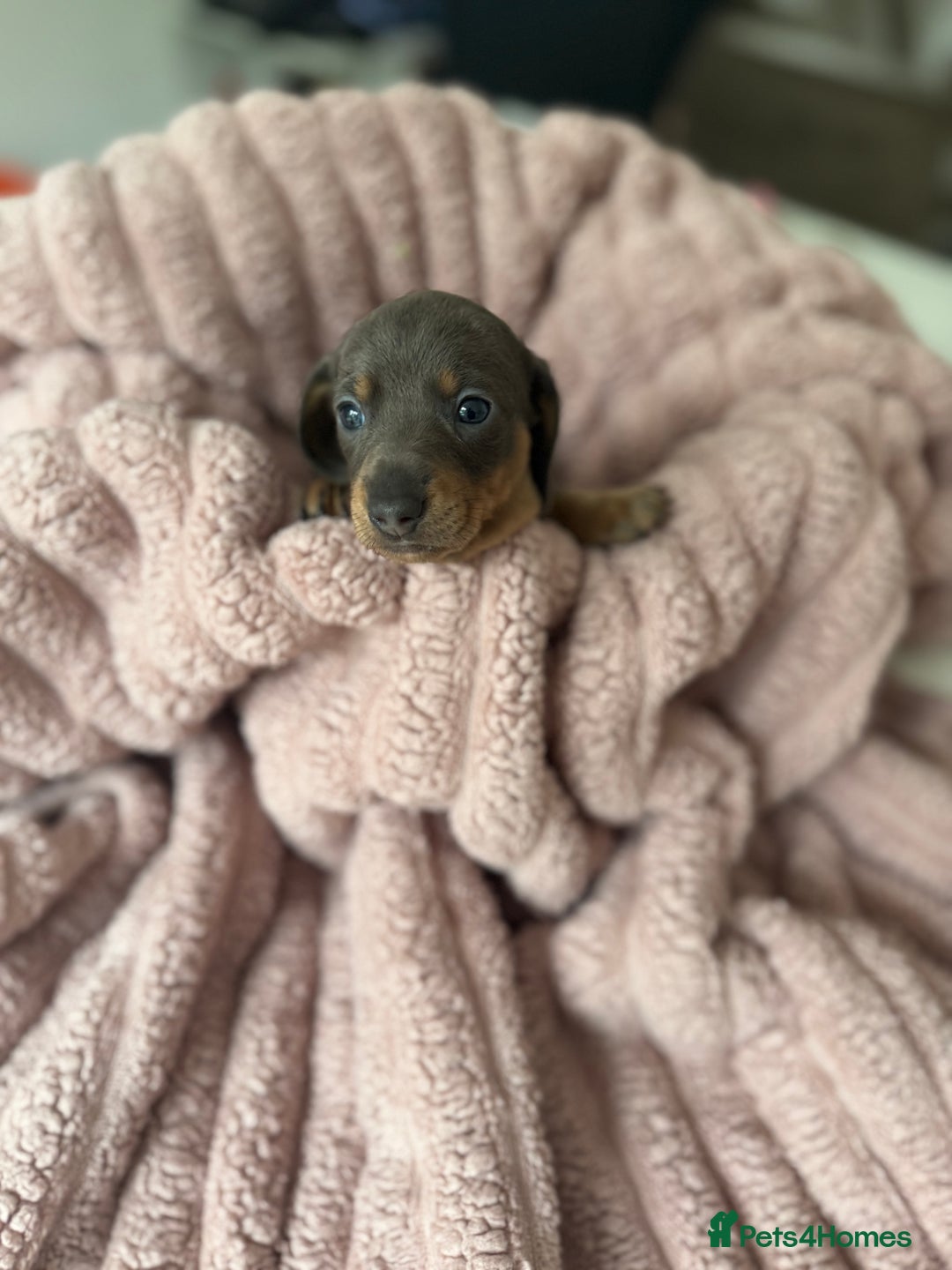 Dachshund dogs for sale: Short hair Miniature Dachshund puppies  - Image 6