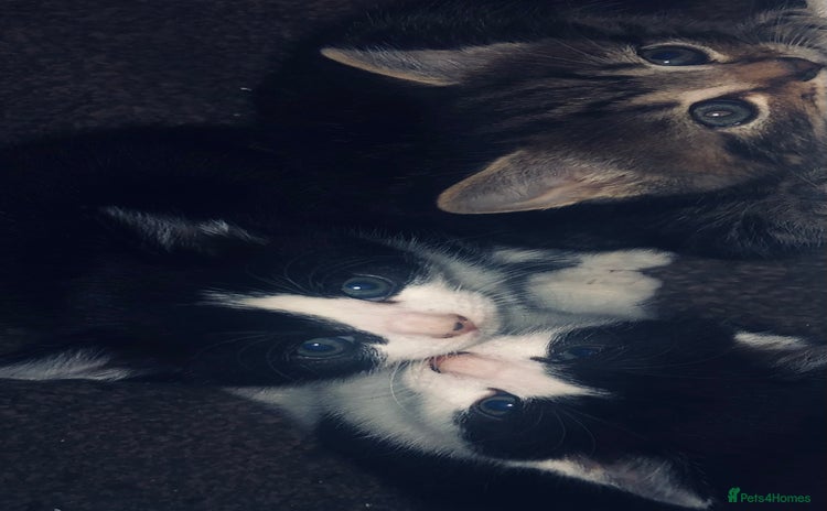 Mixed Breed cats - Advert 1