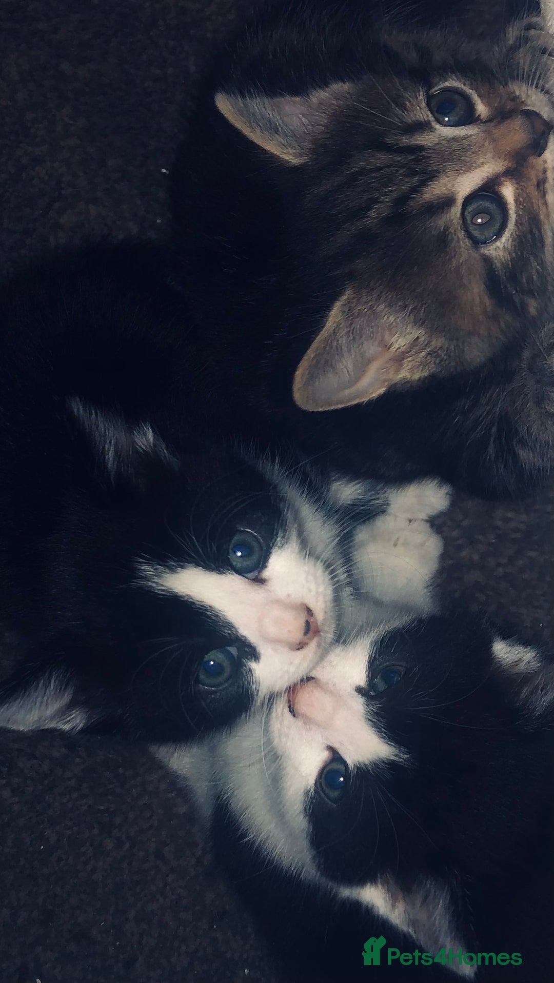 Mixed Breed cats for sale: Loving Kittens Looking For Forever Home - Image 1