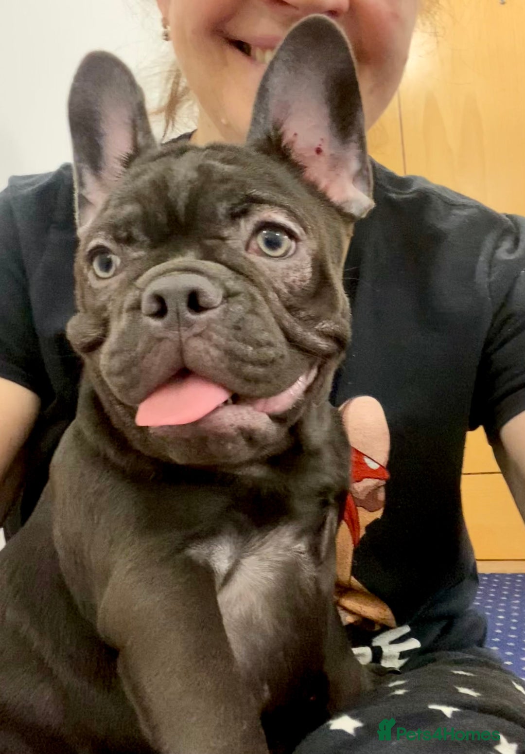 French Bulldog dogs for sale: LEFT 1 French Bulldog Girl 🐶  & 1 Boys 🐶❤️ - Advert 1