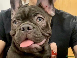 French Bulldog dogs LEFT 1 French Bulldog Girl 🐶 & 1 Boys 🐶❤️ - Advert 23