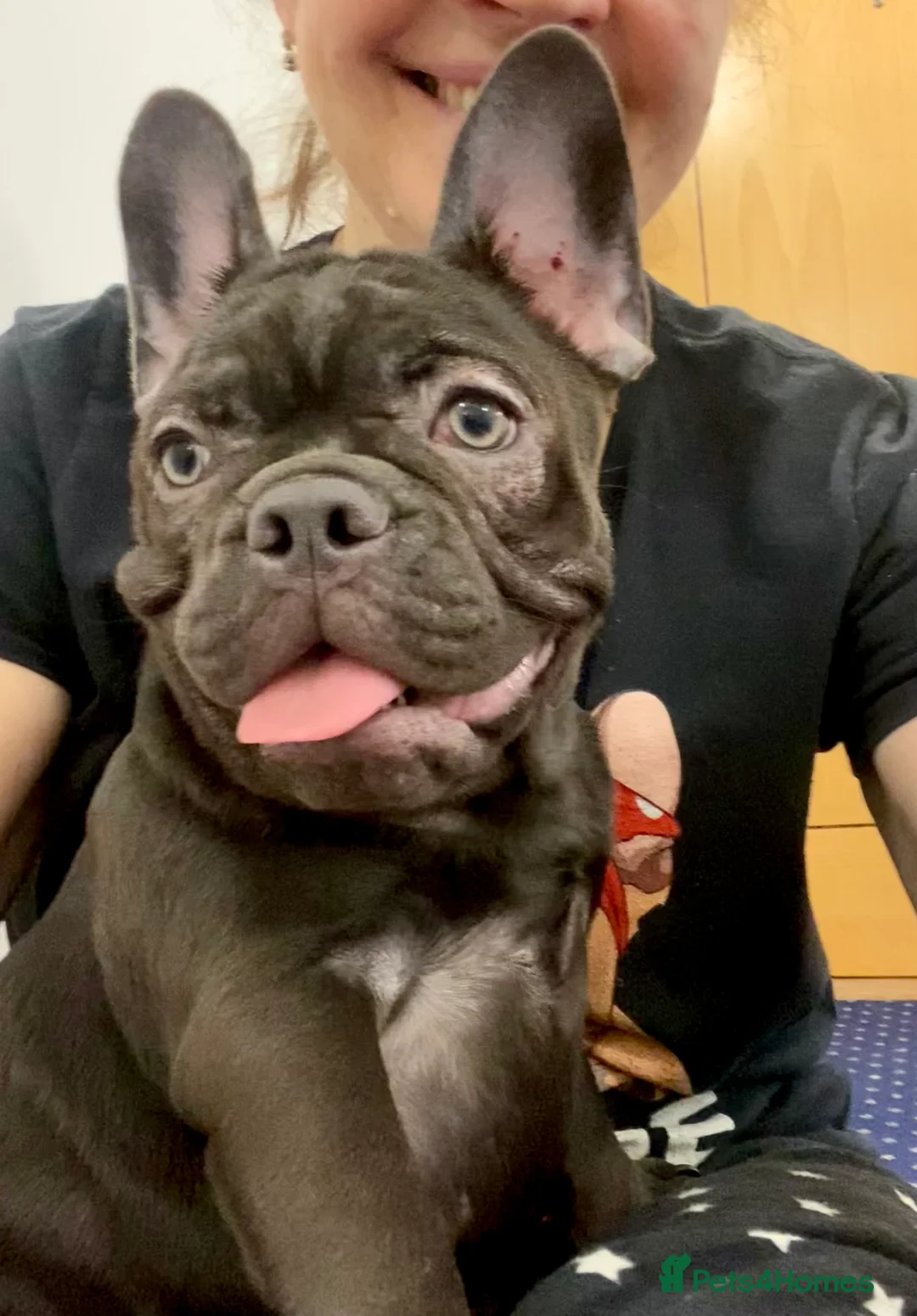 French Bulldog dogs for sale: KC registered French Bulldog Girl  & 1 Boys 🐶❤️ - Advert 15