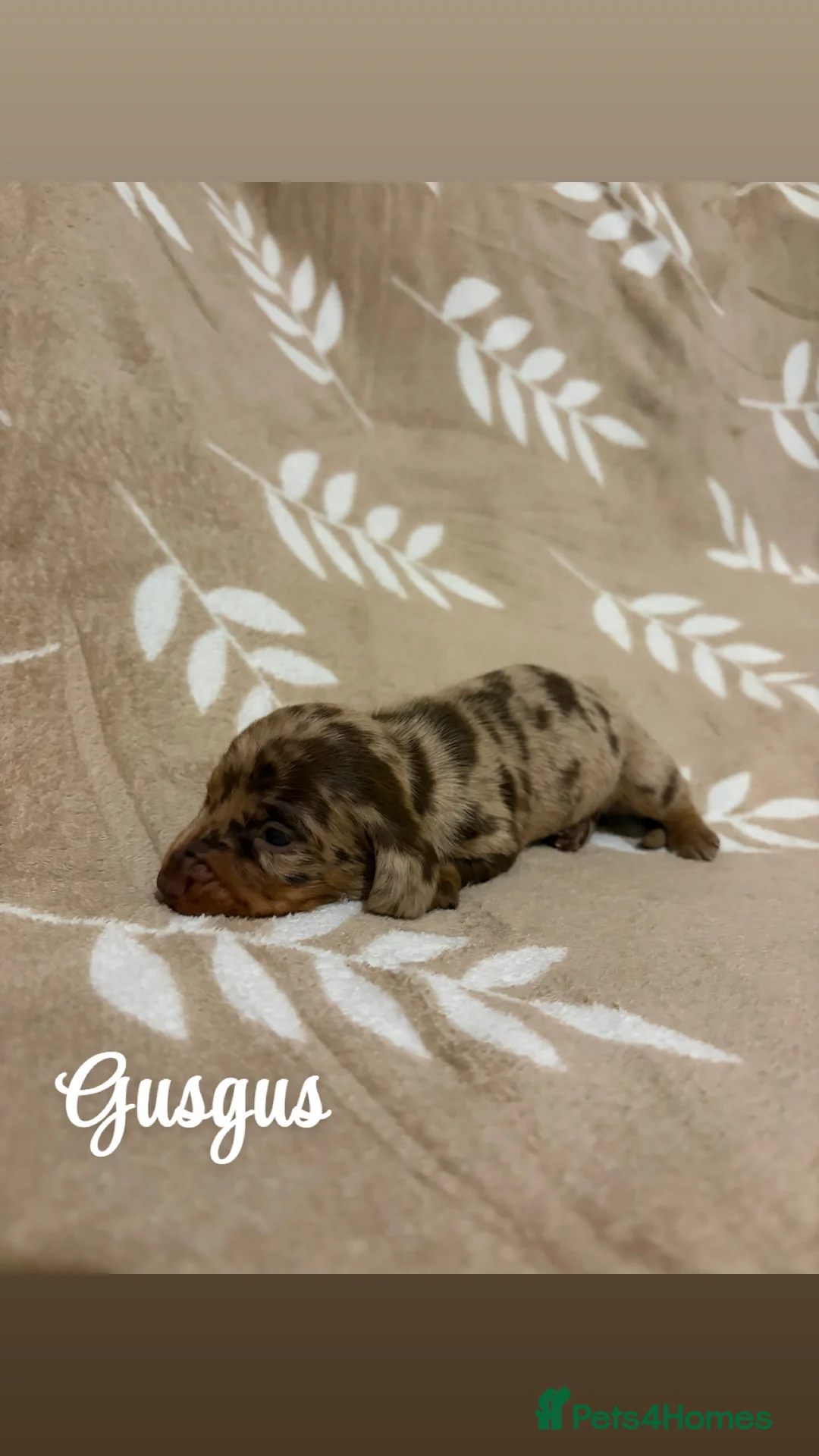 Miniature Dachshund dogs for sale: Miniature Dachshund KC REG PRA Clear   - Advert 3