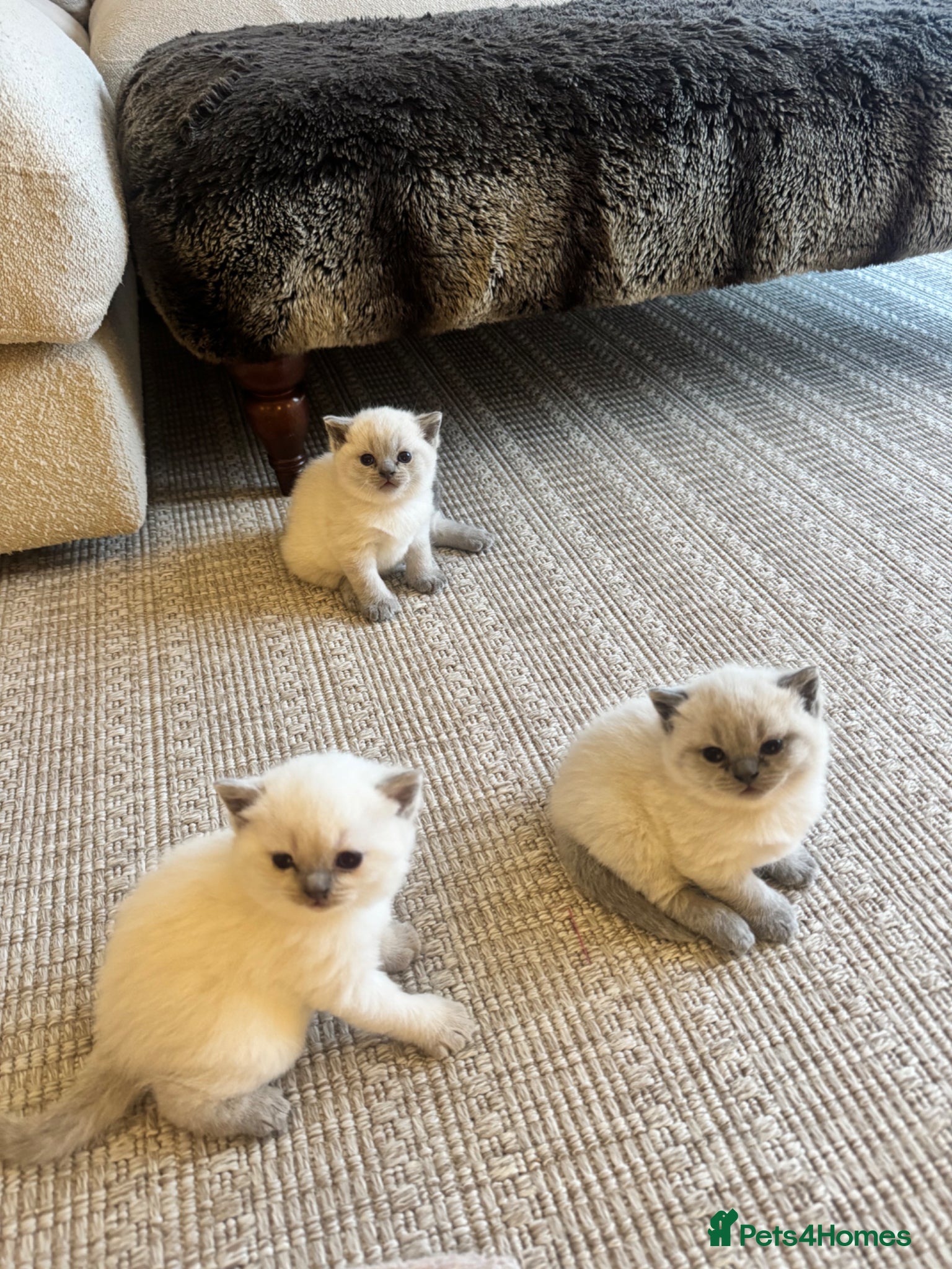 British Shorthair cats for sale: FULL PEDIGREE SHORTHAIR KITTENS IN THE COTSWOLDS - Advert 1