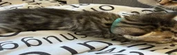 Bengal cats for sale: 🐾 Beautiful Bengal x Maine Coon Kittens 🐾 - Advert 22