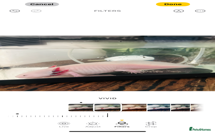 Other/Mixed Breed fish Axlotol  - Advert 8