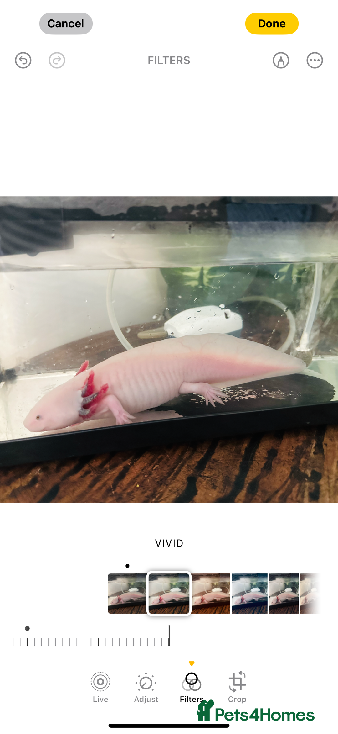 Other/Mixed Breed fish for sale: Axlotol  - Advert 1