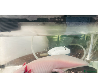 Other/Mixed Breed fish for sale: Axlotol - Advert 1