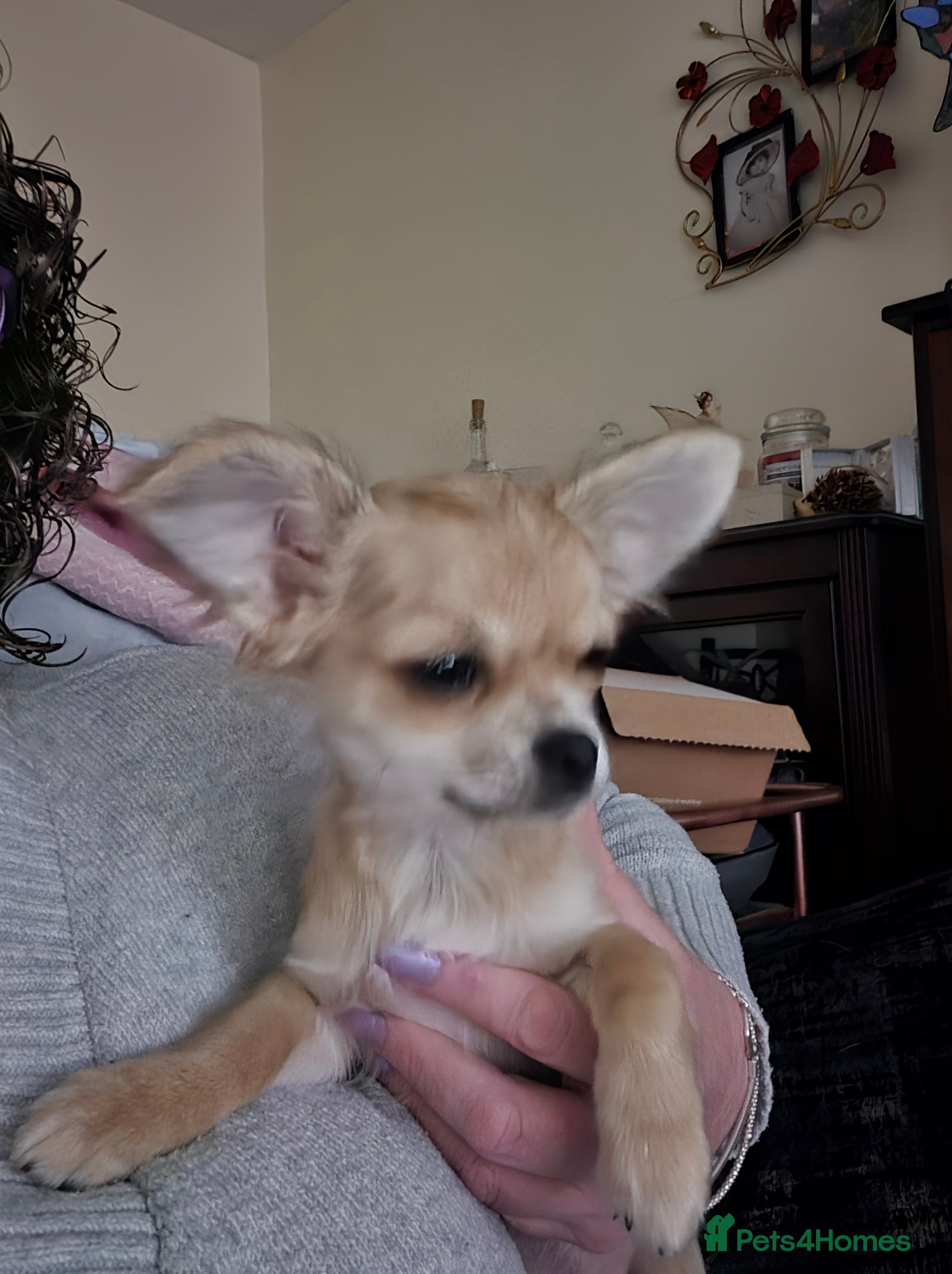 Chihuahua dogs Long haired chihuahua  - Advert 10