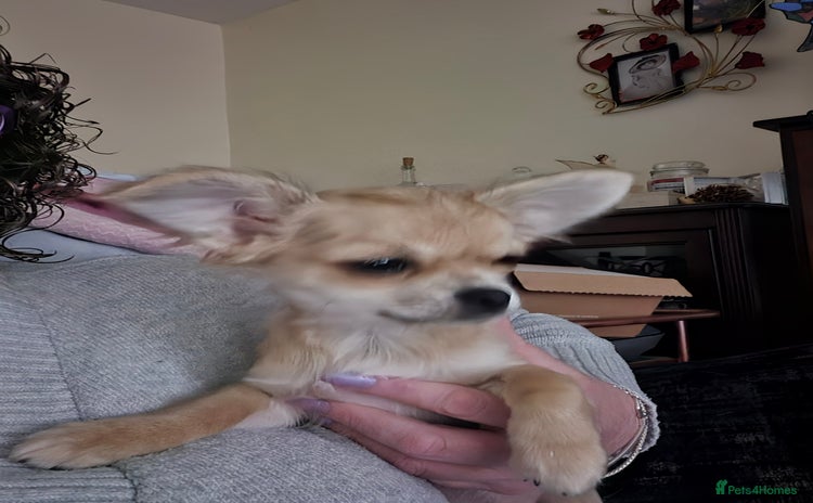 Chihuahua dogs - Advert 1