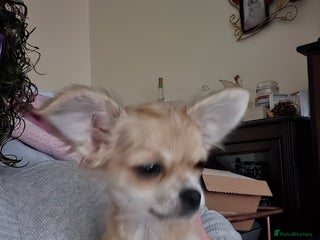 Chihuahua dogs - Advert 7