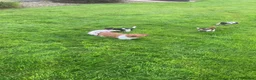 Jack Russell dogs for sale: Jack Russell Puppies in Omagh - Advert 3