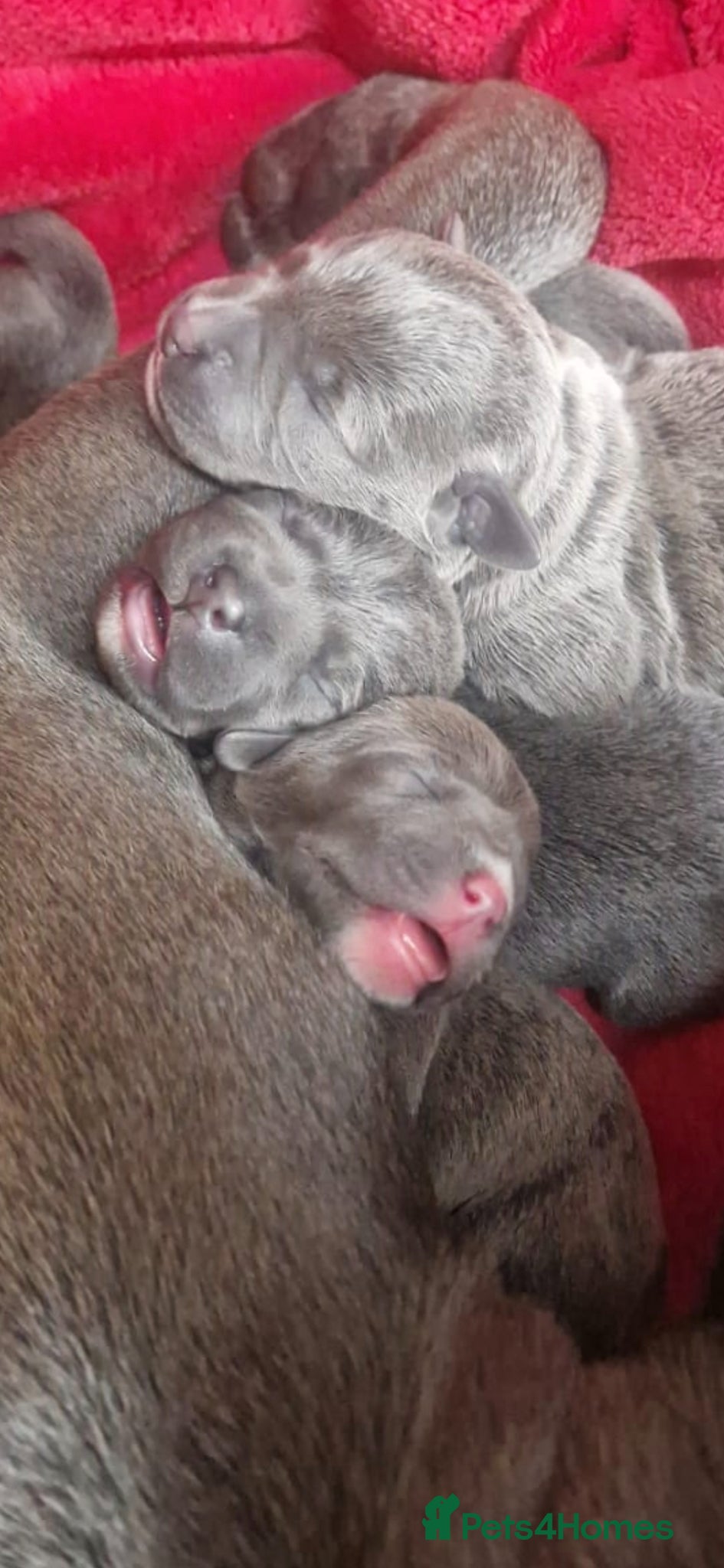 Staffordshire Bull Terrier dogs for sale: Blue & Blue Brindle Staffies in Preston - Advert 6