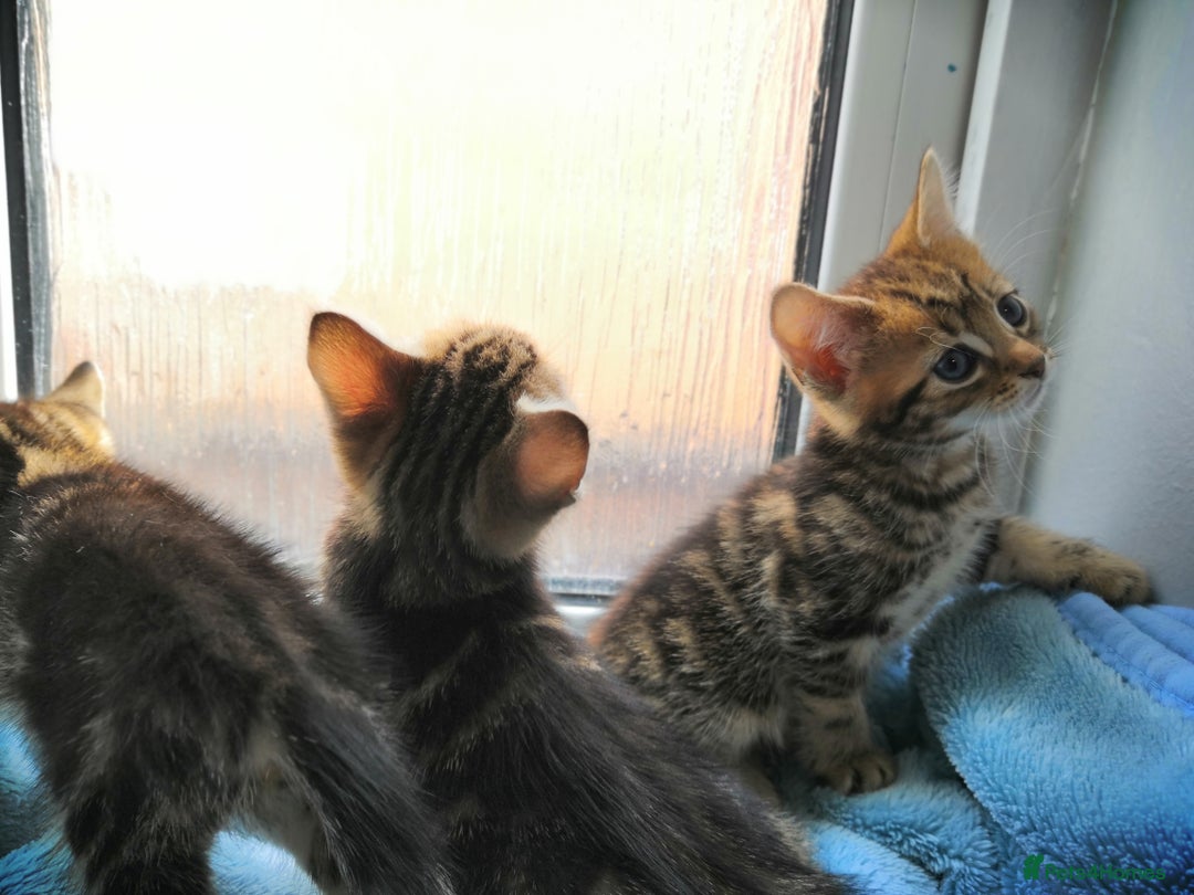 Mixed Breed cats for sale: Beautiful Male kittens VIDEOS - Image 26