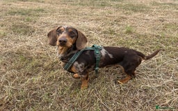Mixed Breed dogs for sale: Dachshund puppies  - Image 17