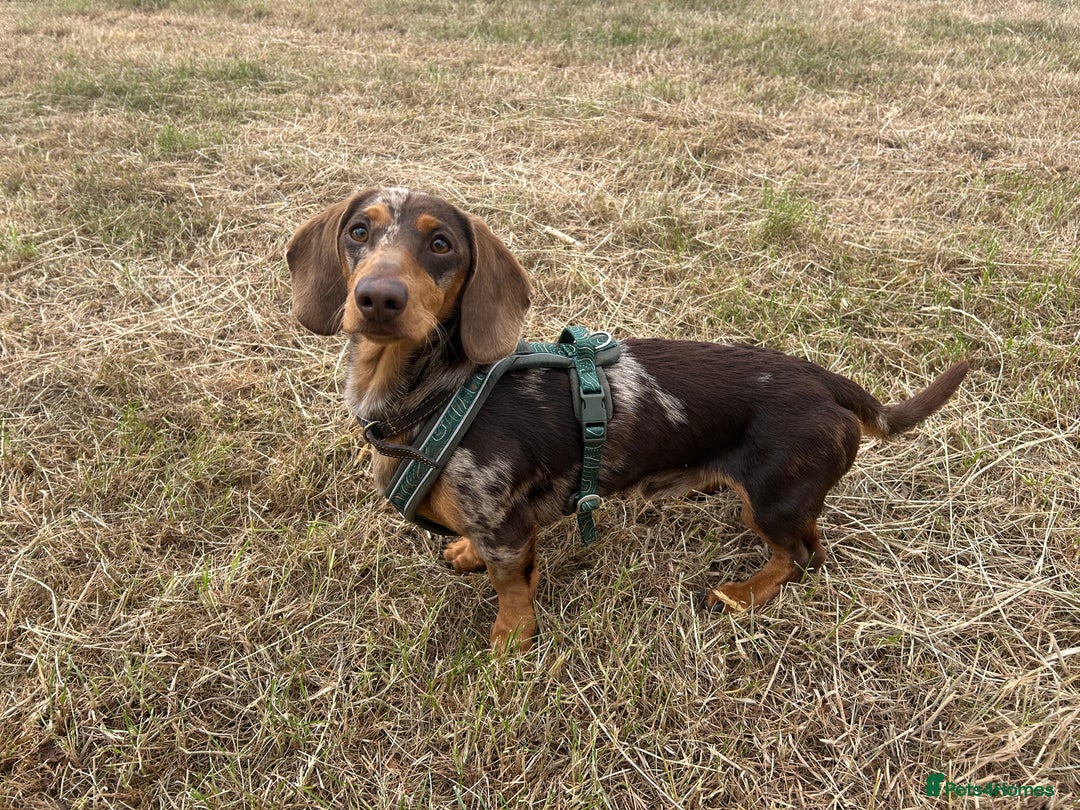 Mixed Breed dogs for sale: Dachshund puppies  - Image 17