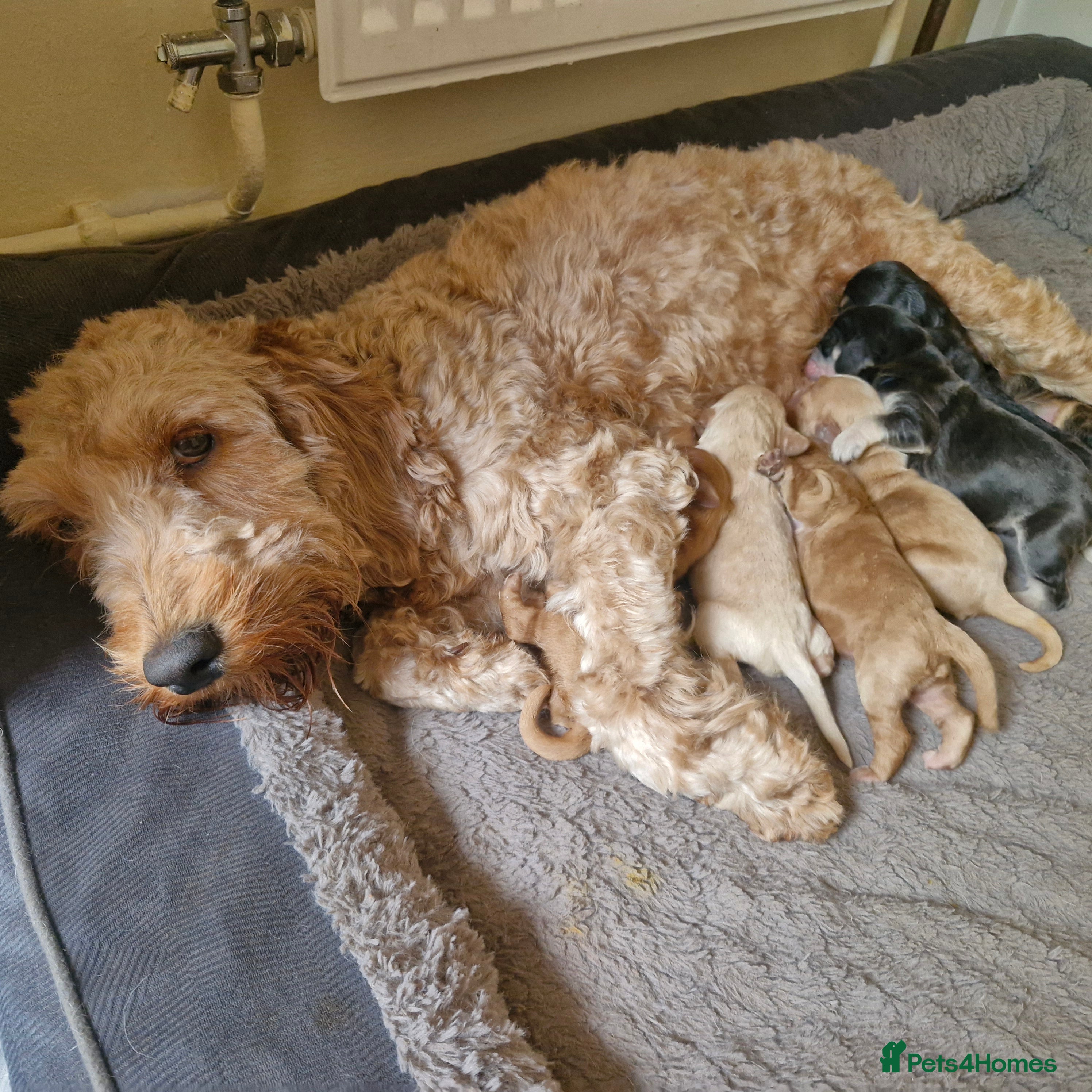 Cockapoo dogs 7 baby cockapoos for forever homes 🏡  - Advert 2