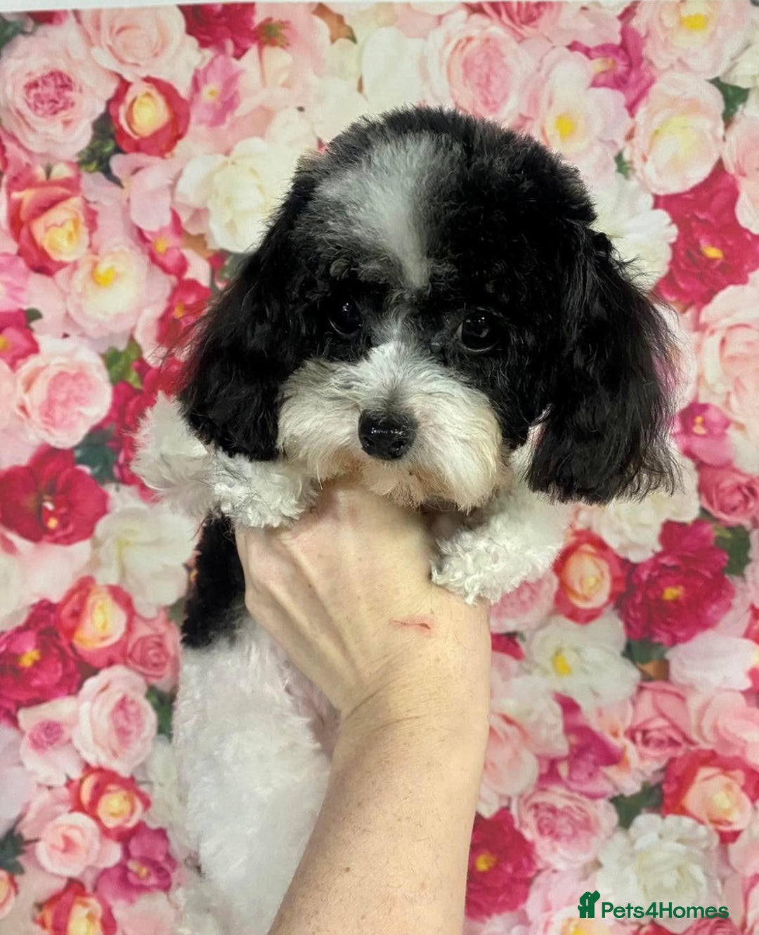 Toy Poodle dogs for sale: Asian poodle  - Advert 8