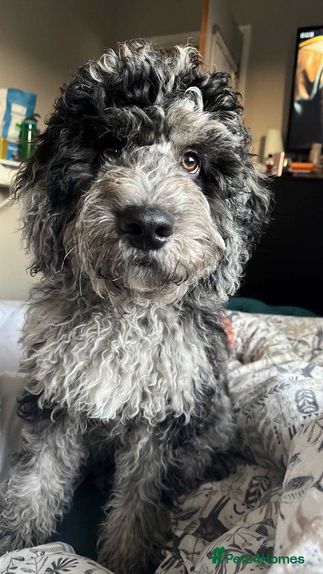 Cockapoo dogs for stud: F2 Merle cockapoo for stud - Advert 4