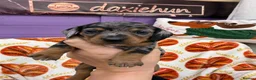 Miniature Dachshund dogs for sale: 4 adorable miniature dachshund boys available  - Advert 10