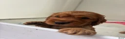 Cocker Spaniel dogs for sale: KC SHOW COCKER SPANIEL PUPS GOLDEN - Advert 9