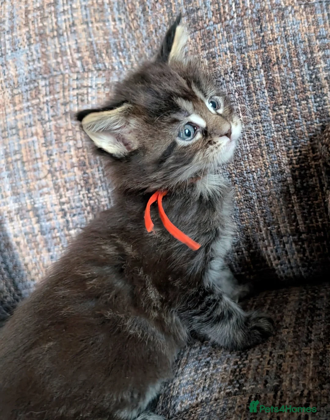 Maine Coon cats for sale: Chunky Maine Coons  - Advert 4