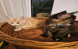 Maine Coon cats for sale: Pure Maine coons fully vaccinated and chipped  - Image 27