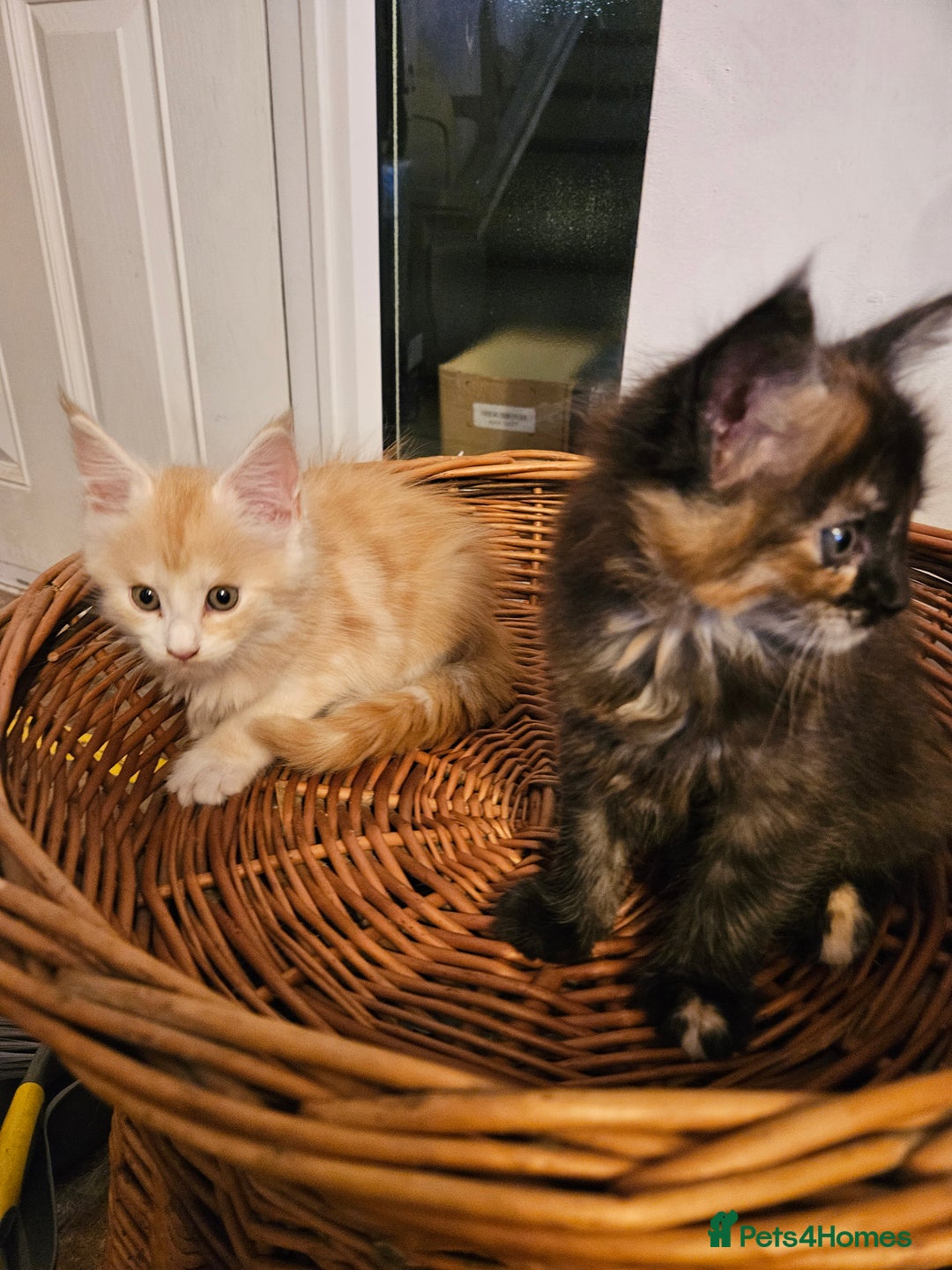 Maine Coon cats for sale: Pure Maine coons fully vaccinated and chipped  - Image 27