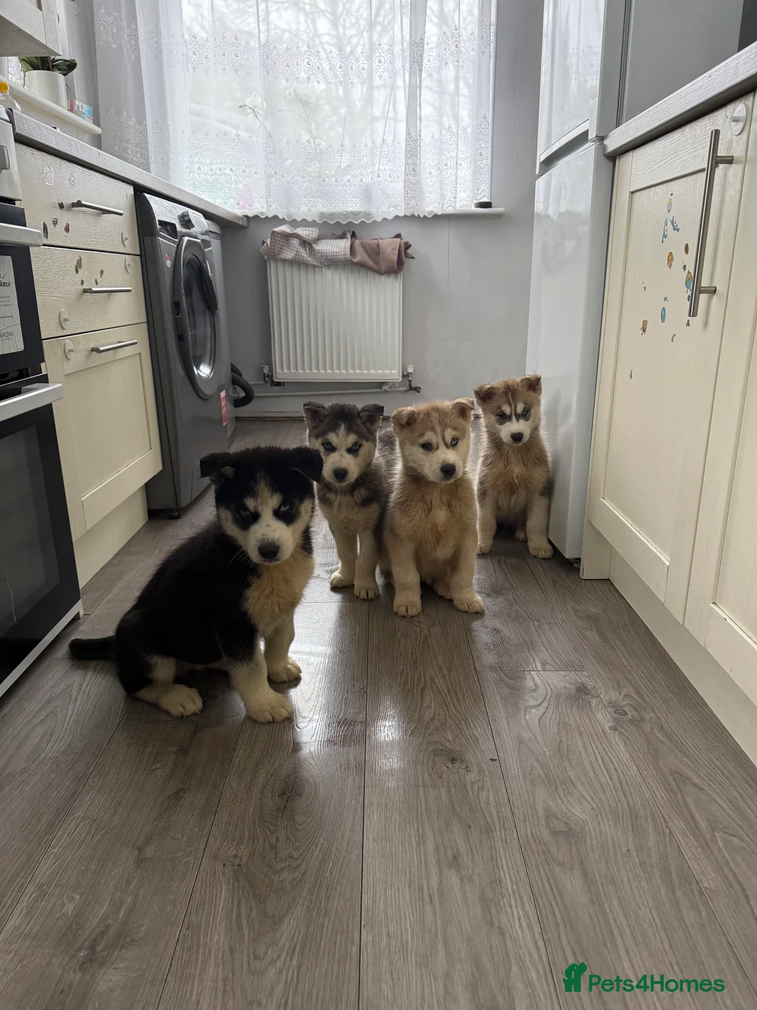 Siberian Husky dogs for sale: Puppies Siberian Huskies  - Advert 7