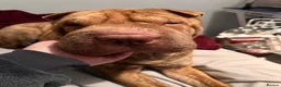 Shar Pei dogs for sale: Female for rehome  - Advert 3