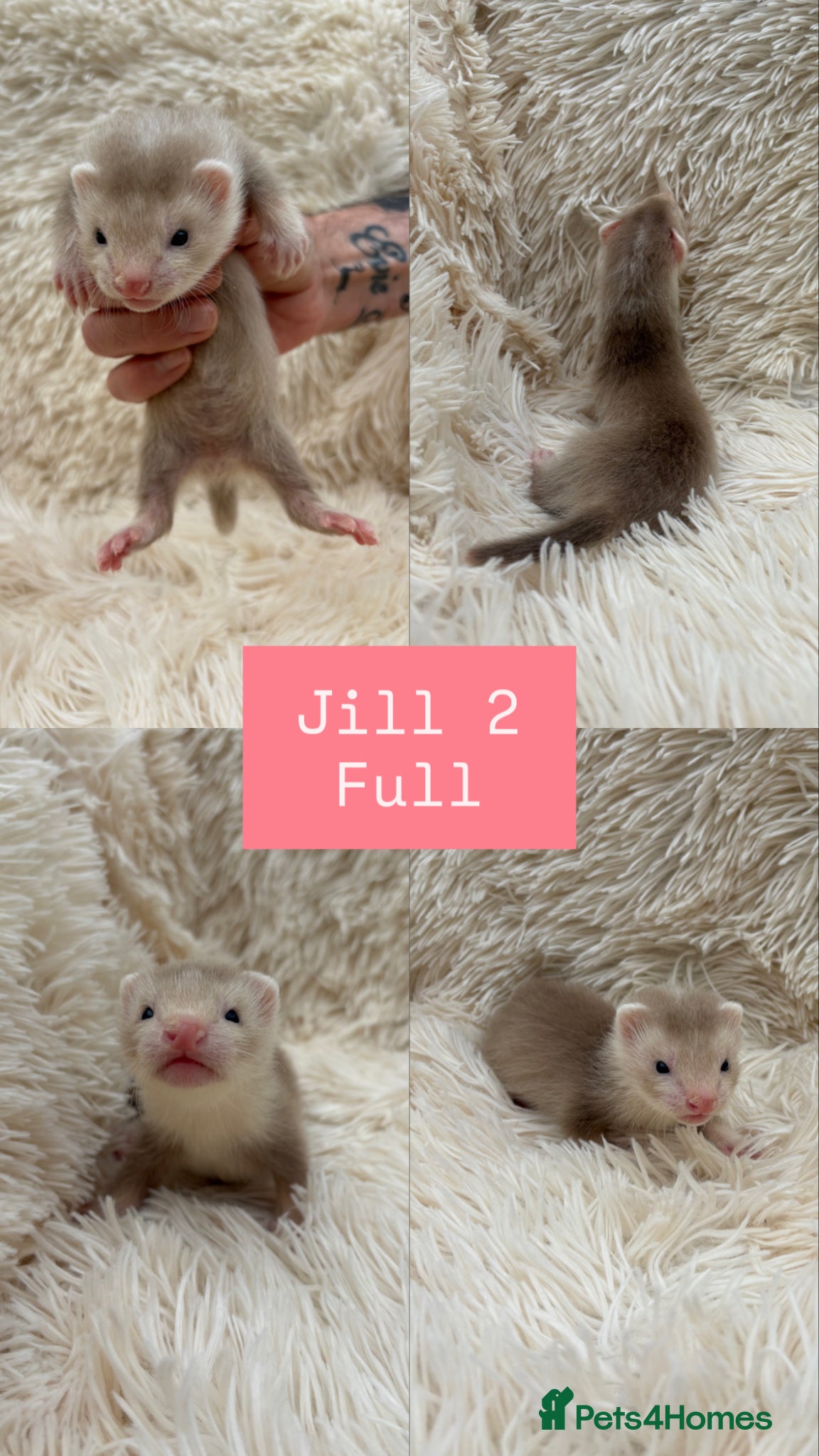 Ferret rodents Pedigree Full & semi Angora Ferret kits £150-£250  - Advert 2
