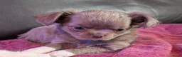 Chihuahua dogs for sale: Exquisitely colored long haired Chihuahua puppies  in Henley-in-Arden - Advert 18