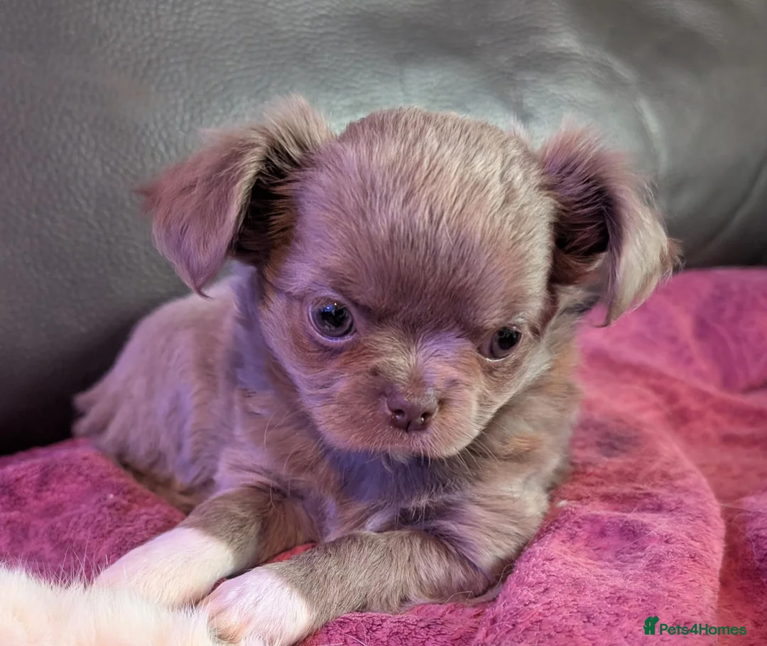 Chihuahua dogs for sale: Exquisitely colored long haired Chihuahua puppies  in Henley-in-Arden - Advert 18