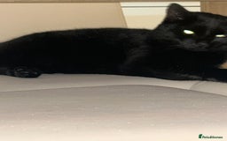 Mixed Breed cats for sale: 4 Loving Cats Seeking Forever Homes - Image 20