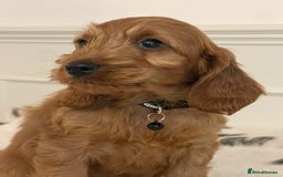 Cockapoo dogs for sale: Adorable F1 Cockapoo Puppies  - Image 12