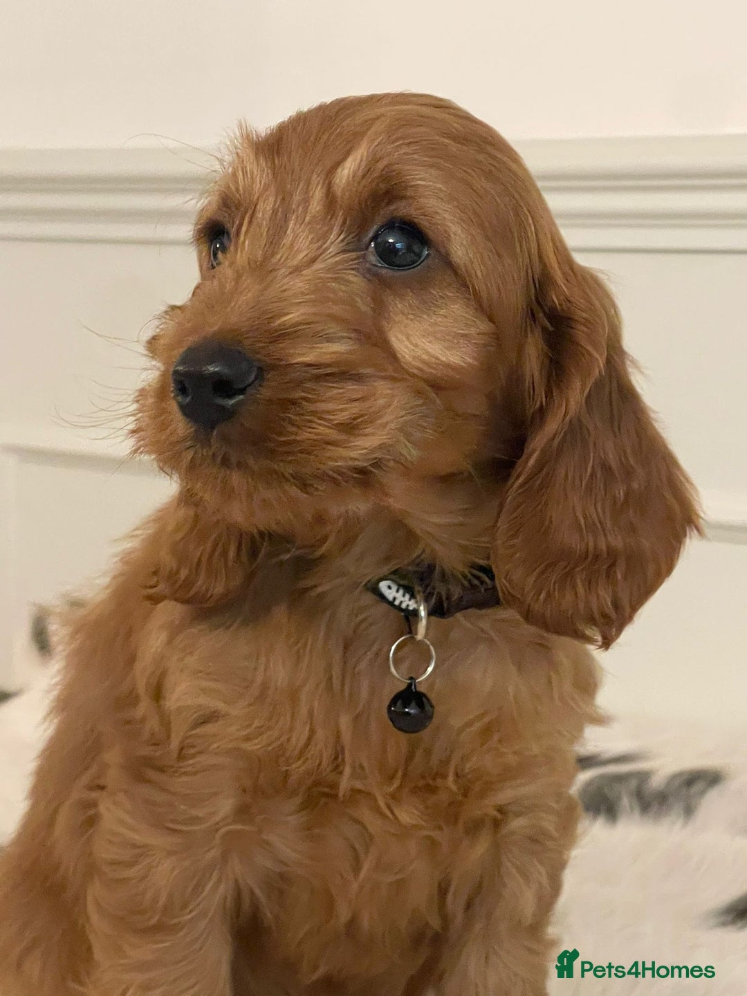 Cockapoo dogs for sale: Adorable F1 Cockapoo Puppies  - Image 12
