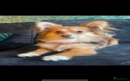 Pomchi dogs for sale: Ready to go 16/07/25  OPEN TO OFFERS - Image 10