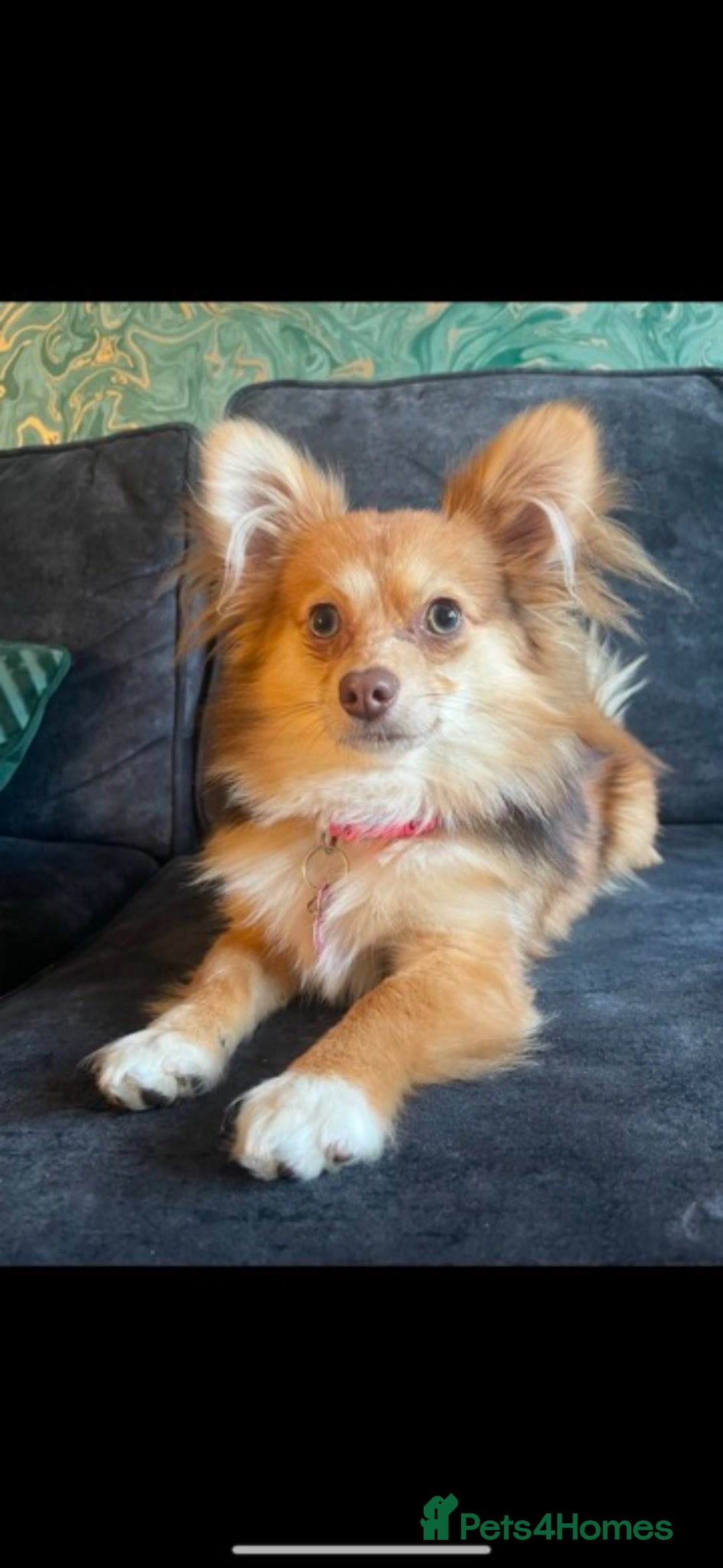 Pomchi dogs for sale: Ready to go 16/07/25  OPEN TO OFFERS - Image 10
