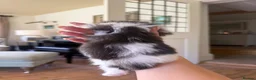 Scottish Fold cats for sale: 🩷Scottish fold x kittens 🩷 - Advert 8