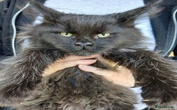 Maine Coon cats for sale: Beautiful TICA reg smoke girl ready this weekend! in Diss - Image 1