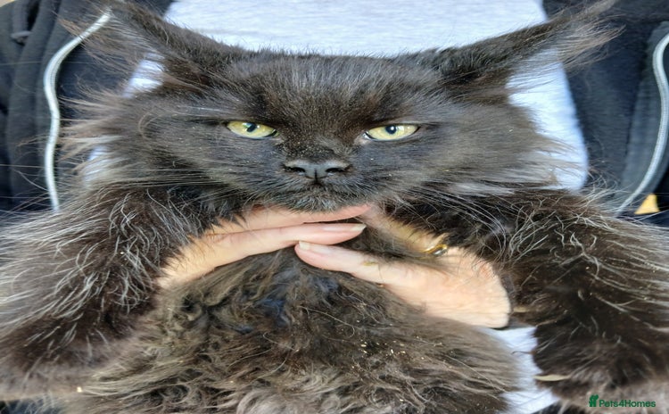 Maine Coon cats in Diss - Advert 3