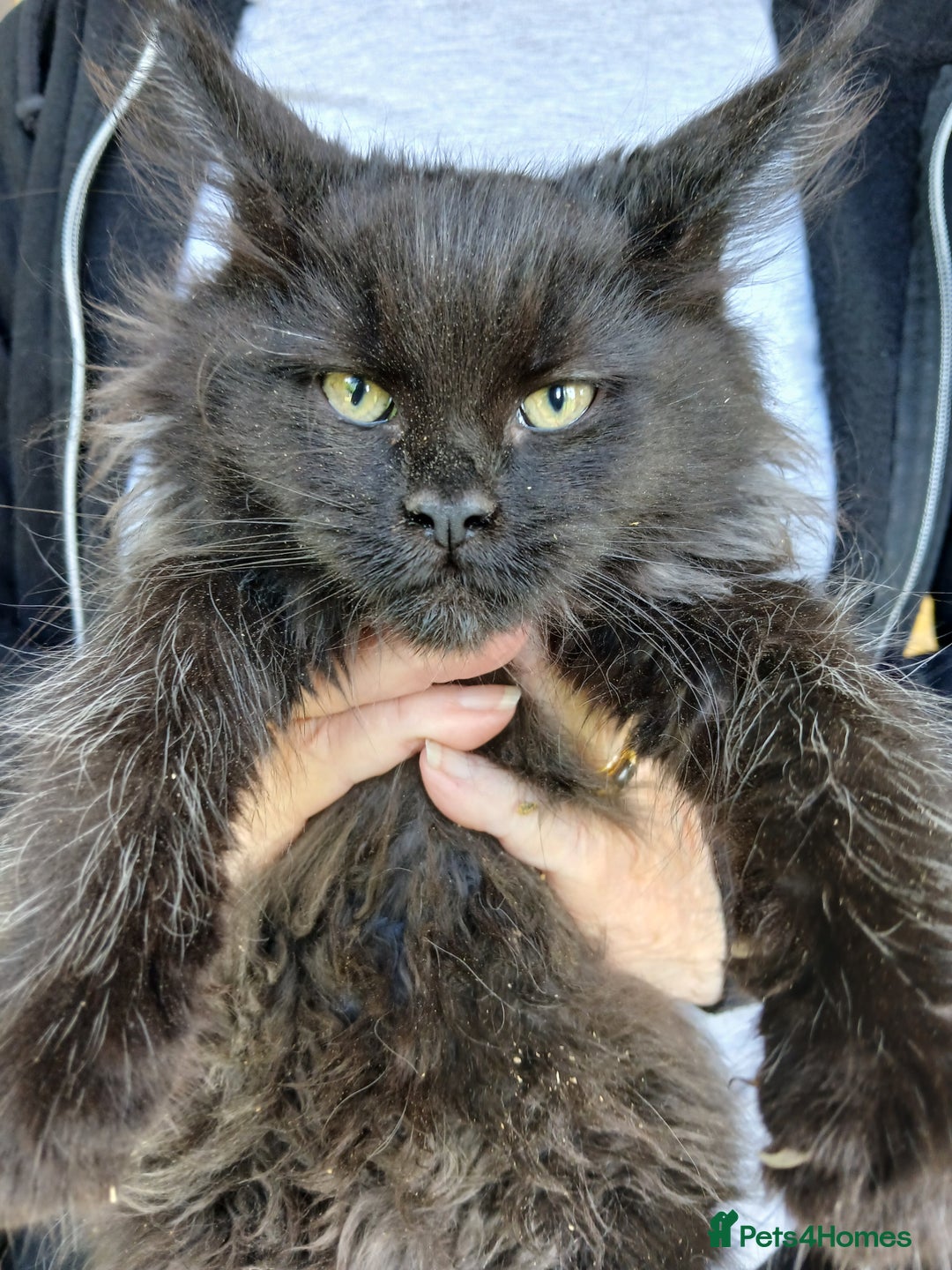 Maine Coon cats for sale: Beautiful TICA reg smoke girl ready this weekend! in Diss - Image 1