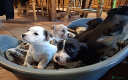 Jackapoo dogs for sale: Super Cute Jackapoo babies - Image 1