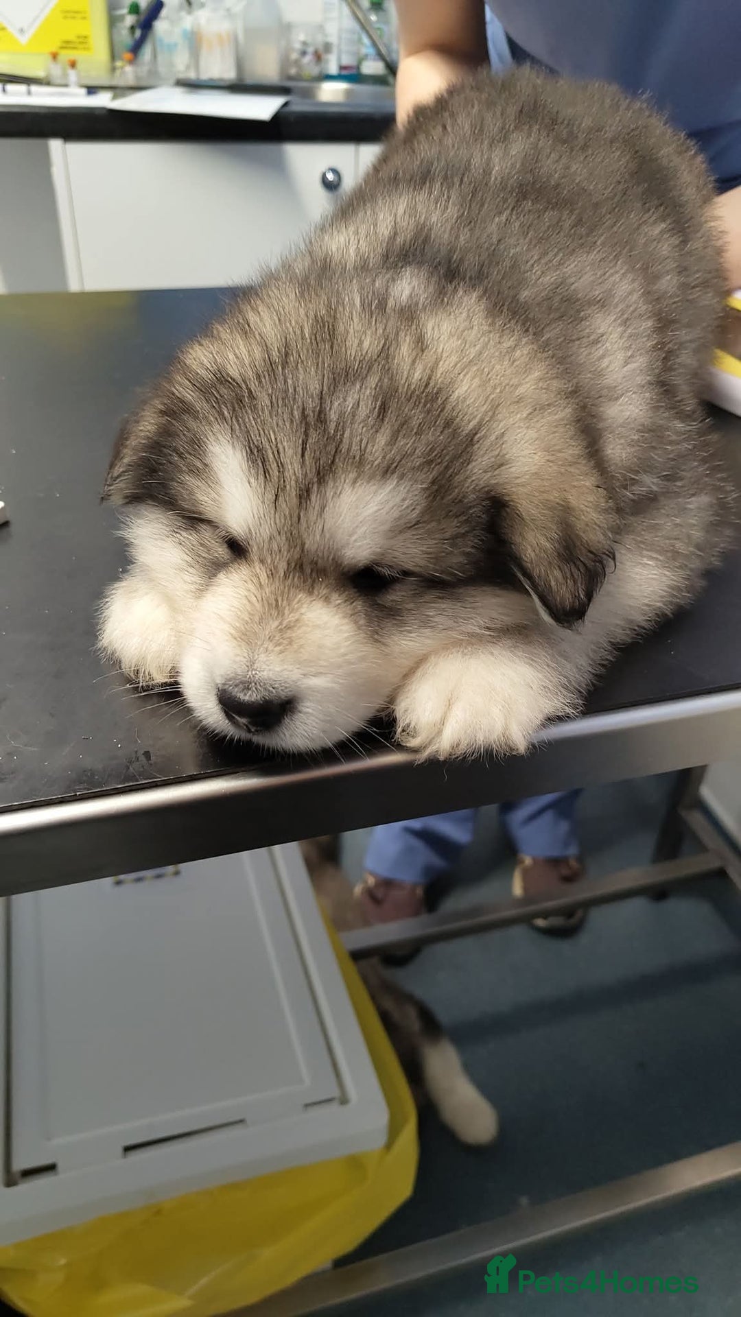 Alaskan Malamute dogs for sale: KC Alaskan malamute puppies champion lines - Image 15