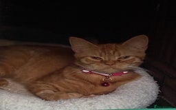 Domestic Shorthair cats for sale: Rescue cats- 20 in total rescued  - Image 6