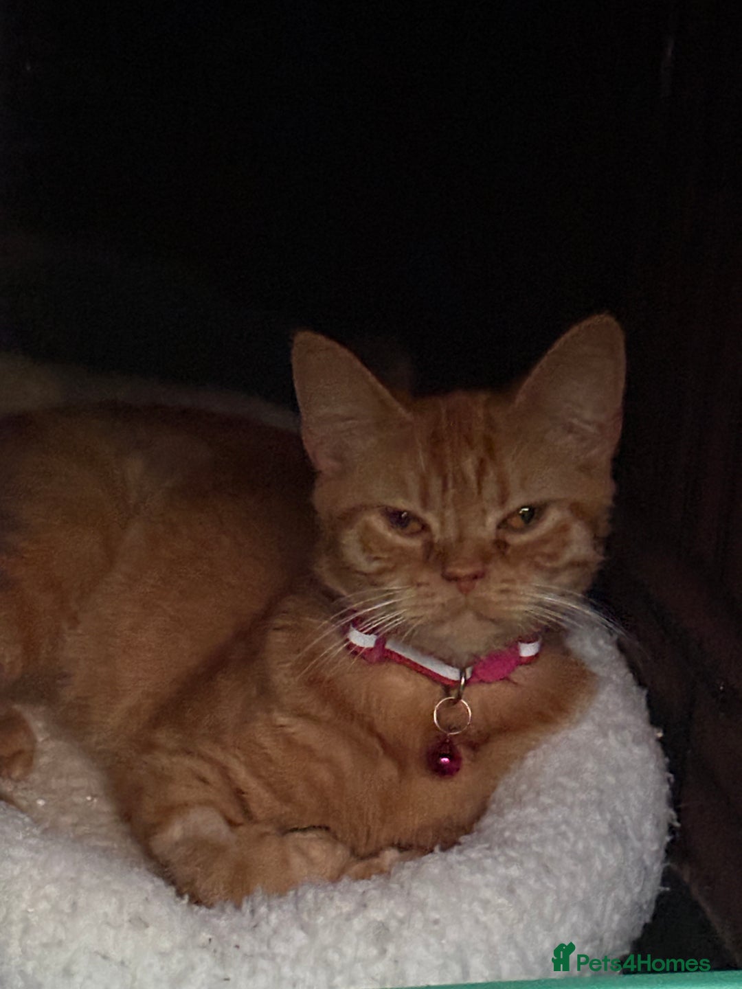 Domestic Shorthair cats for sale: Rescue cats- 20 in total rescued  - Image 6