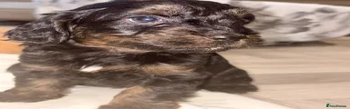 Cockapoo 7