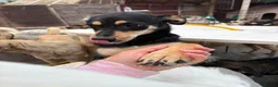 Mixed Breed dogs for adoption: Judy - Norwich Norfolk  - Advert 2