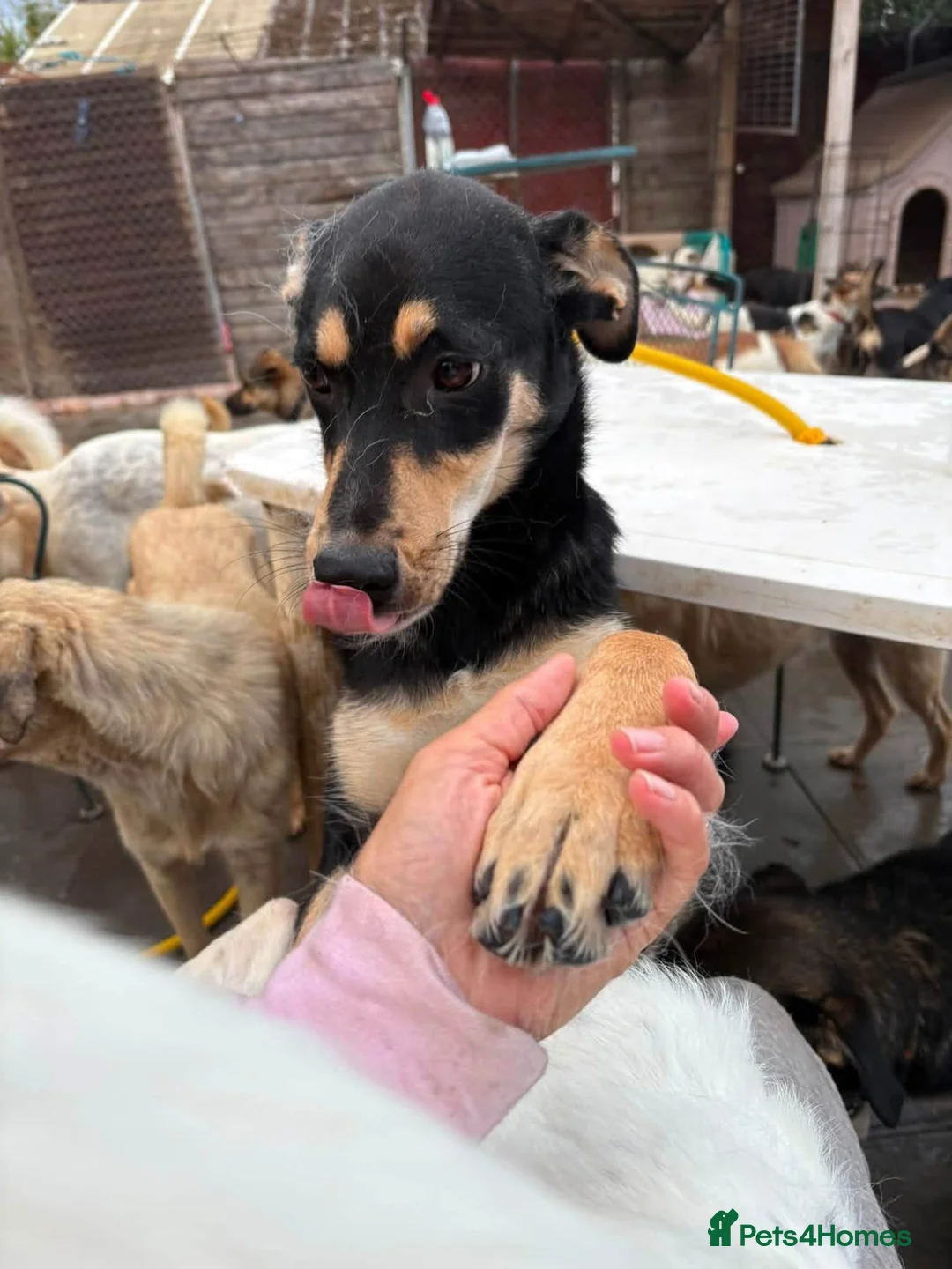 Mixed Breed dogs for adoption: Judy - Norwich Norfolk  - Advert 2