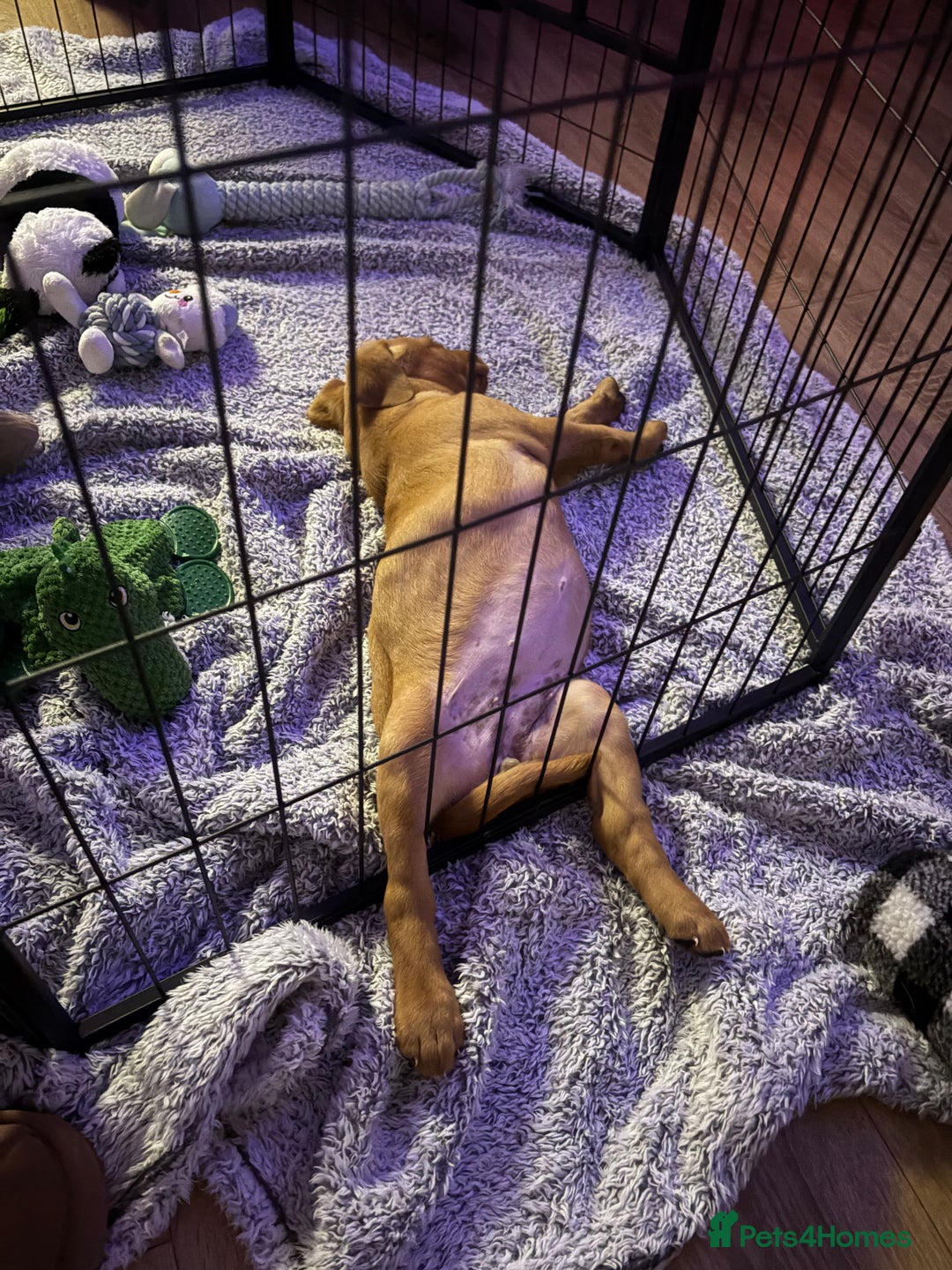 Labrador Retriever dogs for sale: 3x chunky Labradors for sale  - Advert 4